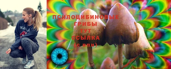 индика Белокуриха